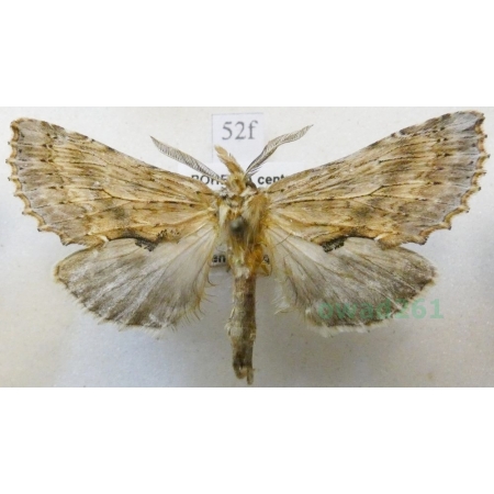 Pterostoma palpina (Clerck, 1759) male Dzióbica głaszczkówka Czech52f